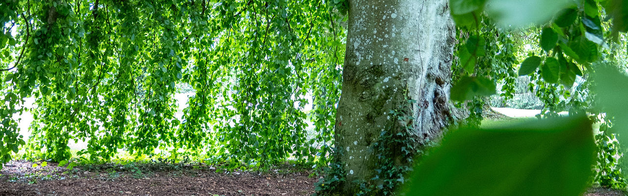hanging canopy
